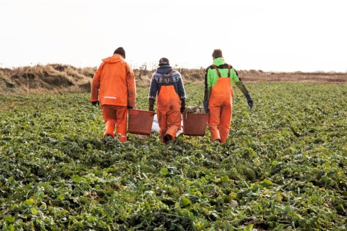 Guðmundur á Sandi í rófugarðinum