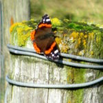 Aðmíráll á Skeiðunum