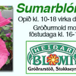 Heiðarblómi maí 2020