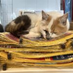 Miðbæjarkötturinn allur