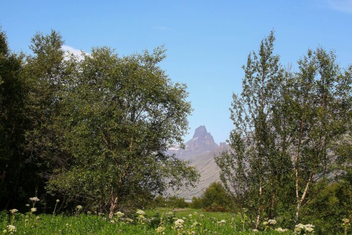 Úr Bæjarstaðaskógi_1806x1204