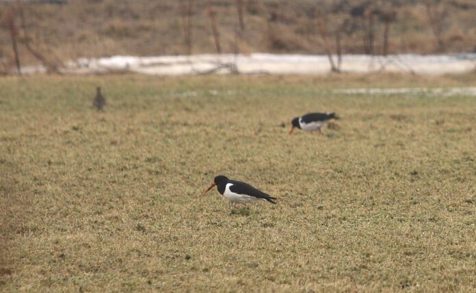 Sandvíkurtjaldurinn-202