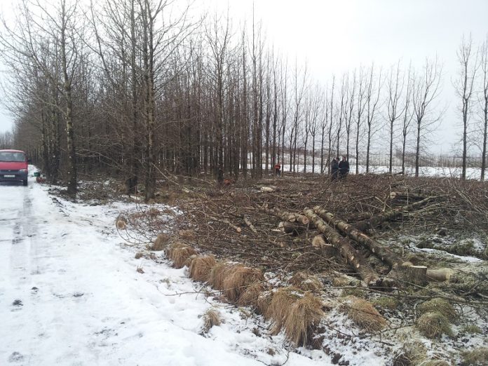 Asgerdi_1201_2015_Lokah__gg__2__258583663