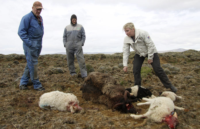 DYRBITUR090611GK_476461349