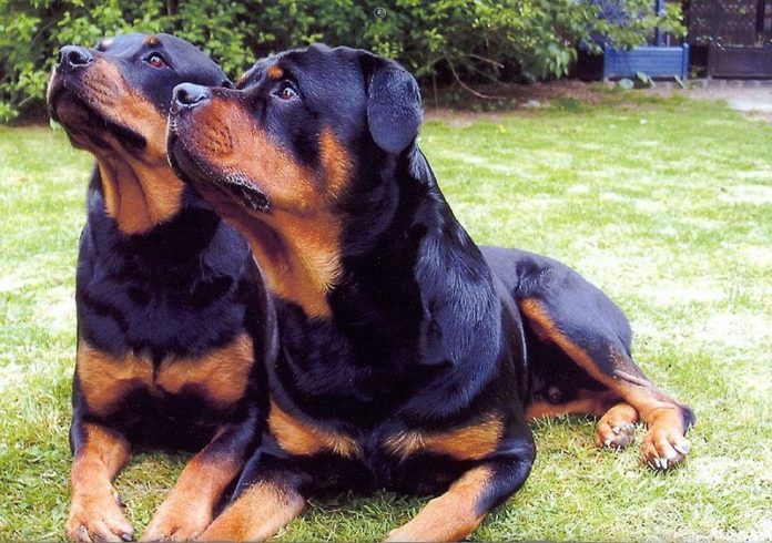 Rottweiler_adrk_306766638