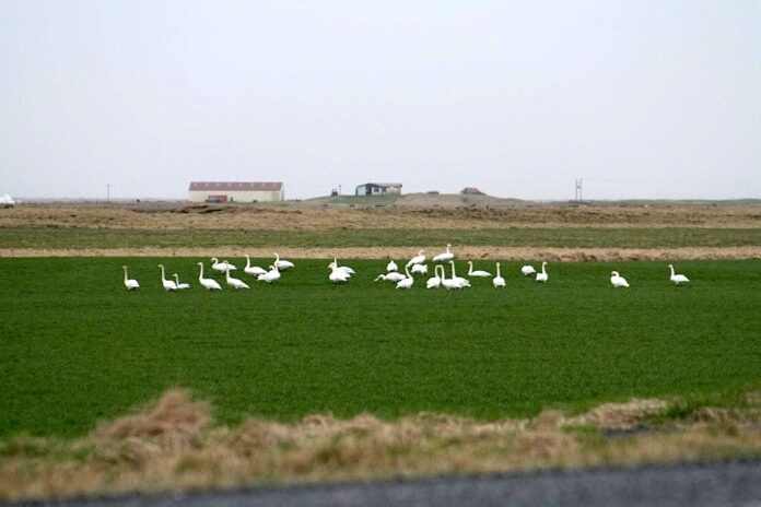 alftir_sigj_914613244