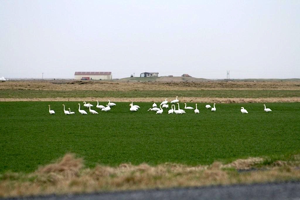 alftir_sigj_914613244