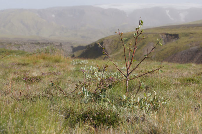 birki_nagad_almenningar_ho_375019440