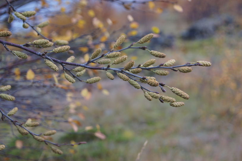 birkifrae_ho_766953939