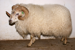 birkir10893_699986129