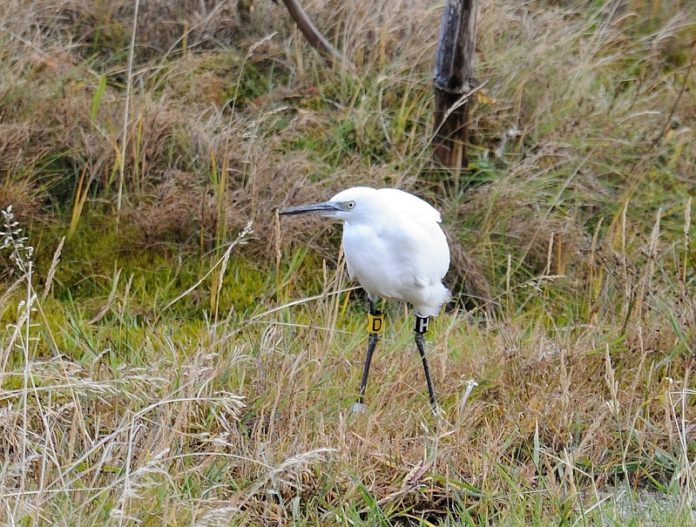 bjarthegri2013thorirNK_749529107