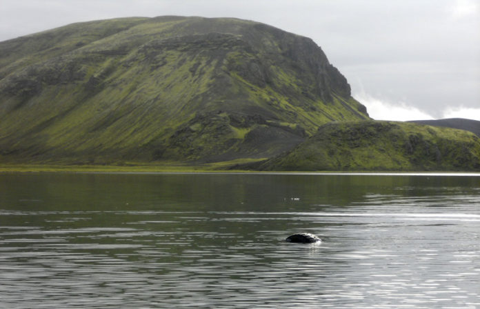 blautulon060811oe_982928904