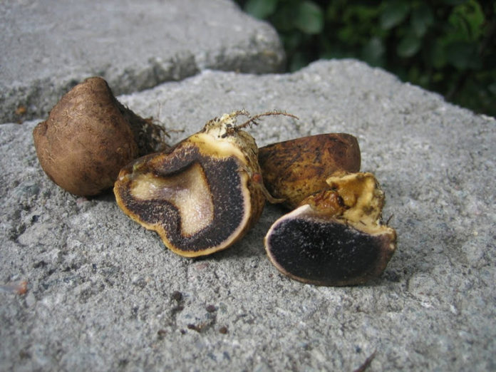 brjoskbelgur_aldis_708984380