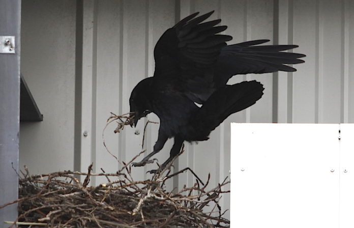 bykohrafninn2014_901548069