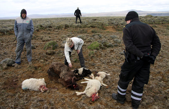 dyrbitar090611gk_518680040