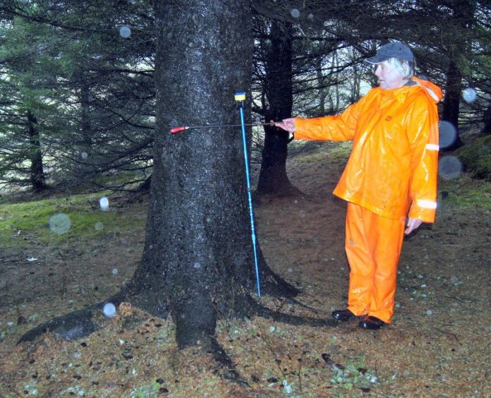 einar_bjarnason_skogurklaustri2013ho_757199141