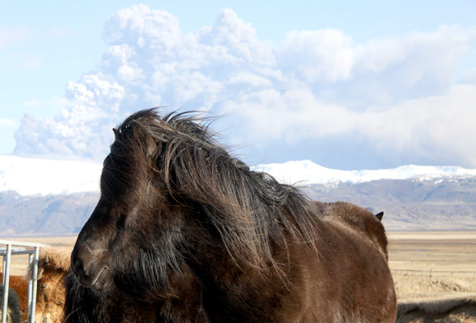 eldgosII_hestur170410_425036626