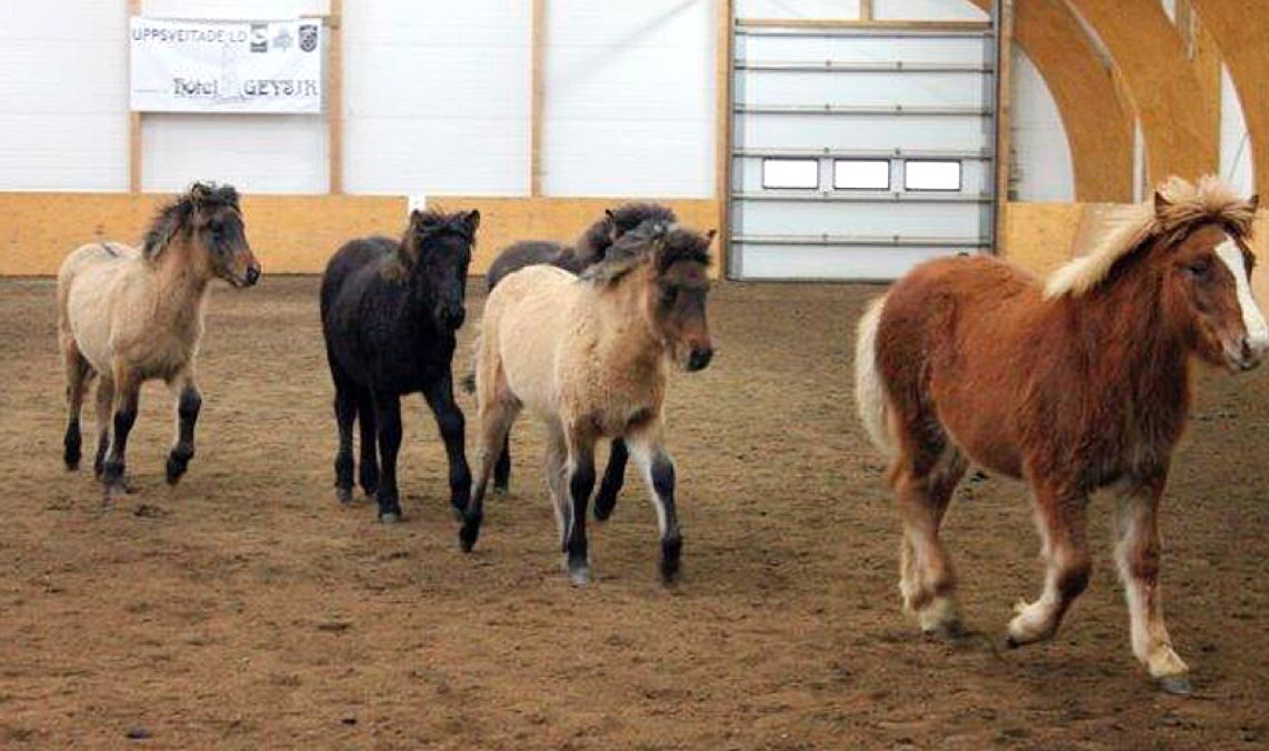 folaldasyning_hrunamanna2014_172042090