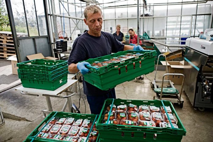 fridheimar_10_556505929