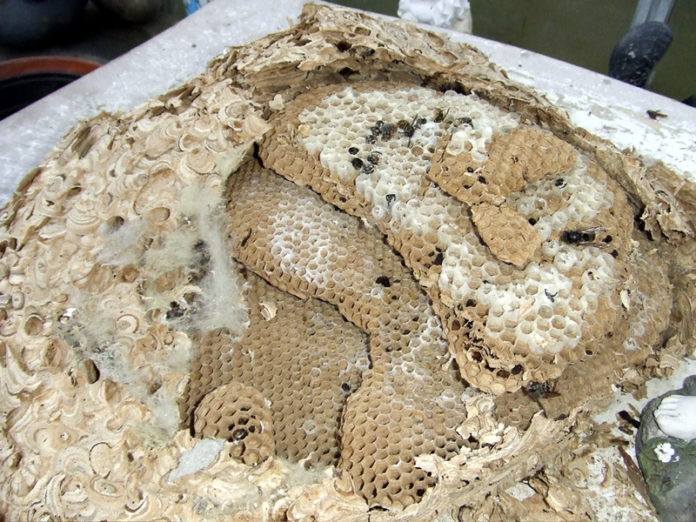 geitungabu0_raudholt2010_312858643