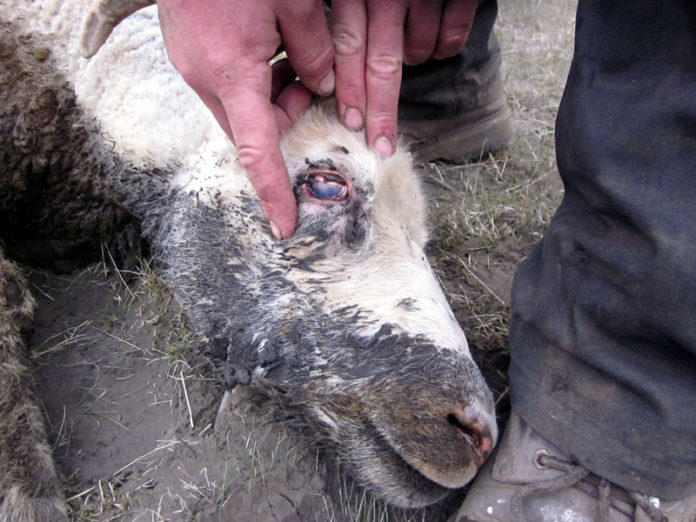 grimsv240511fsh_175_769987533