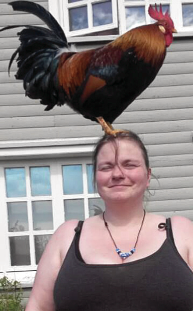 gullkambur_stolid_647173993