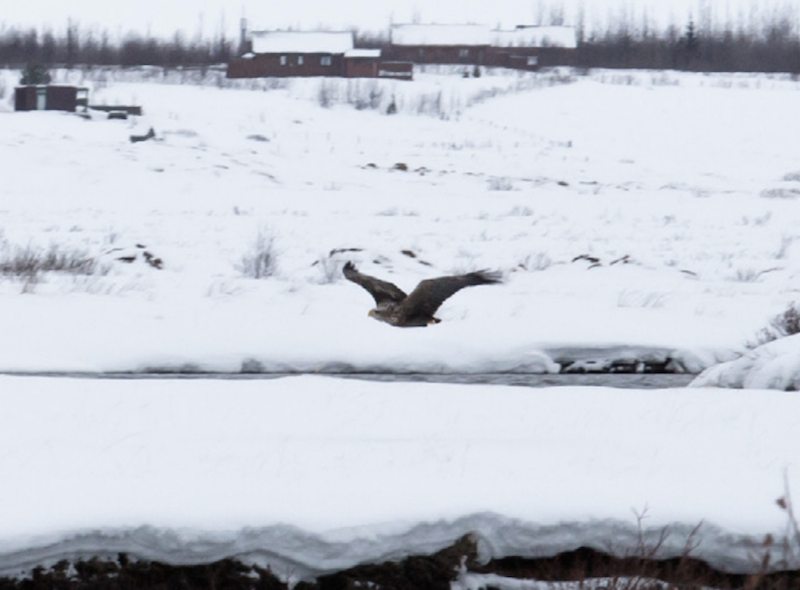 haforn_hola_ragnar2015_206776184