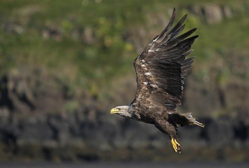 haforn_sigurjone_884353208