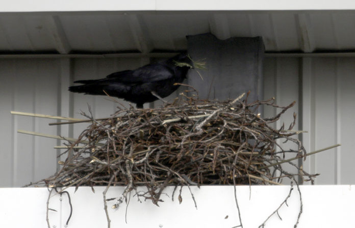 hrafnslaupur1BYKO2012gk_177732175