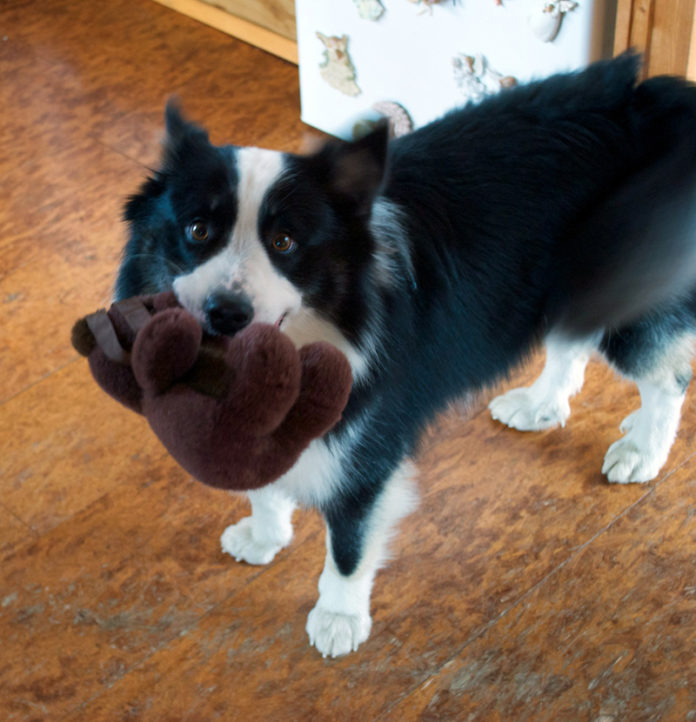 hundur_fundinn2011_413450386