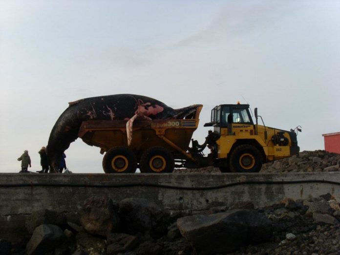 hvalreki_sto030312hkh_883793089