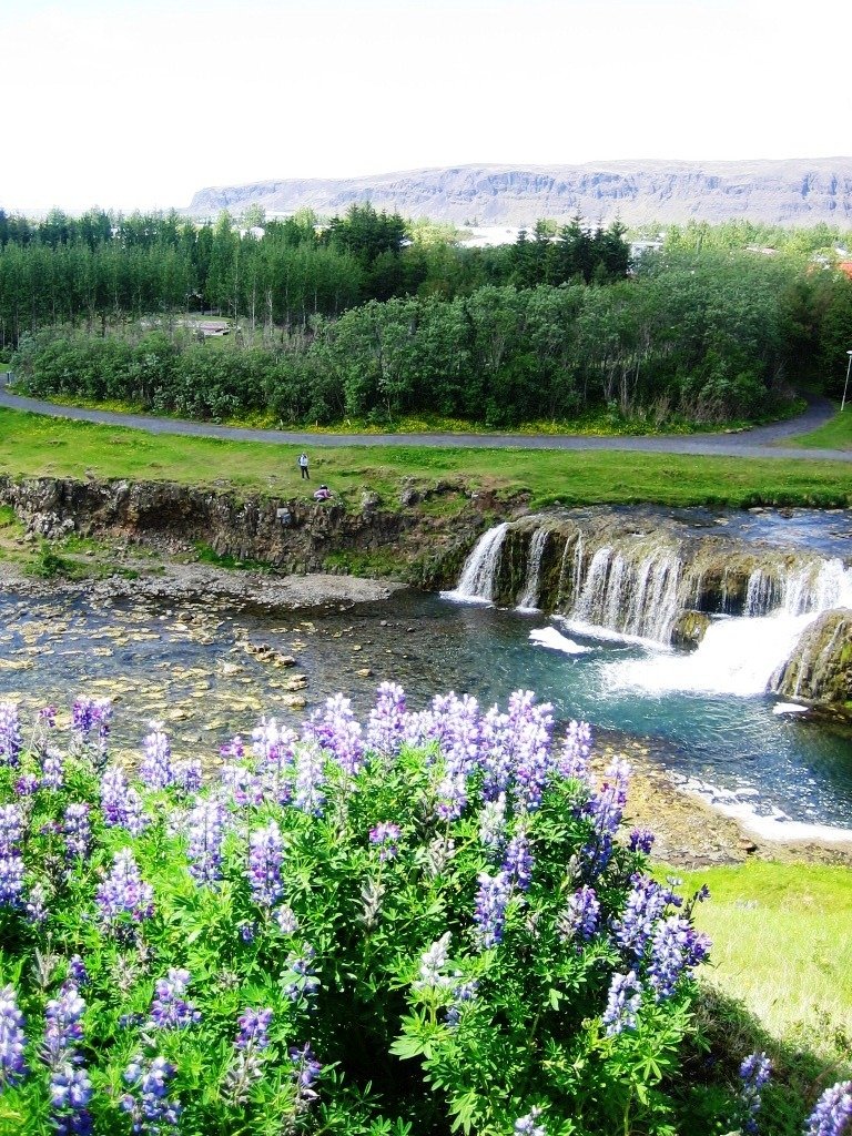 hveragerdi_lupina_595668008