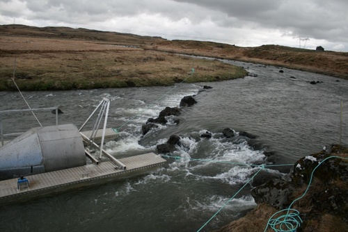 kalfa_gildra_veidimal_964979318