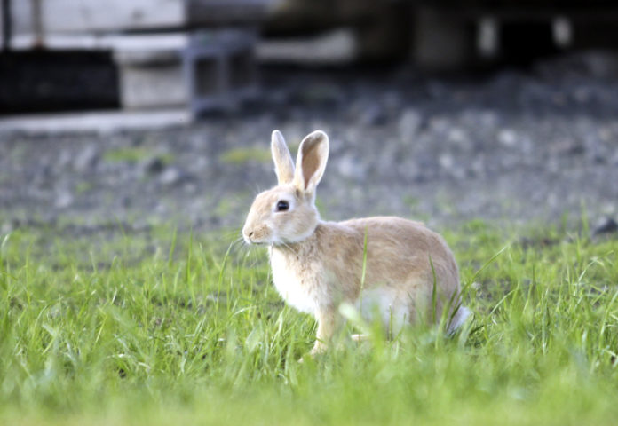 kanina_bonus2012gk_501316328