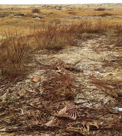 kindahrae_olfus2014_460099677