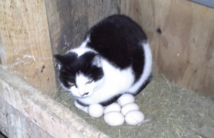 kottur_a_eggjum_854673597