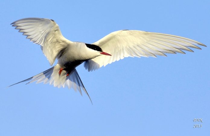 kria_thorirNK_818100657