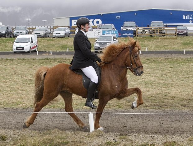 kristin_thokki2015hestafrettir_720944448