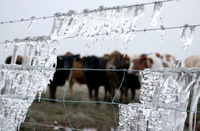 kuldaboli2010sj_793666798