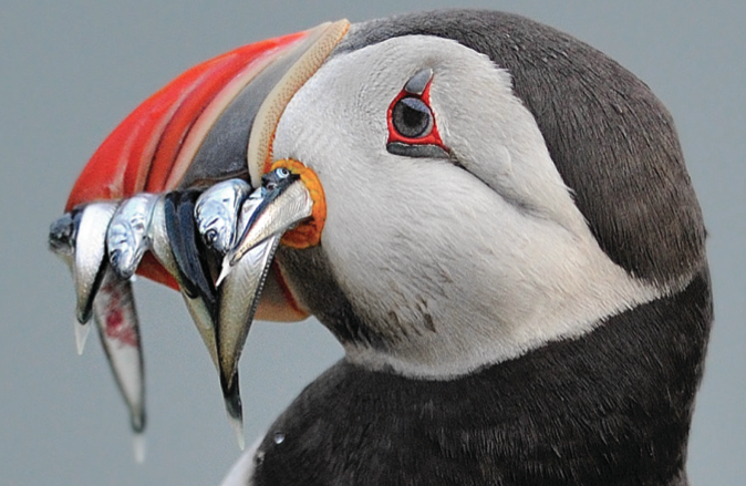 lundi_thorirnk_484853397