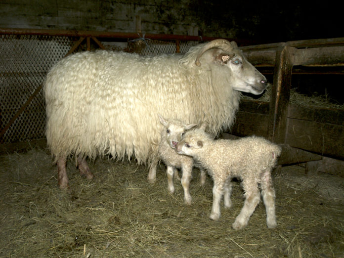 oktoberlomb_thykkvabaeIII2012ibi_824697092