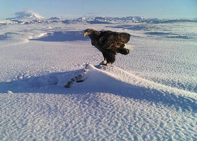 orn_landgraedslan_373455977