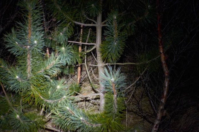 petur_thomsen_umhverfi2013_448392081