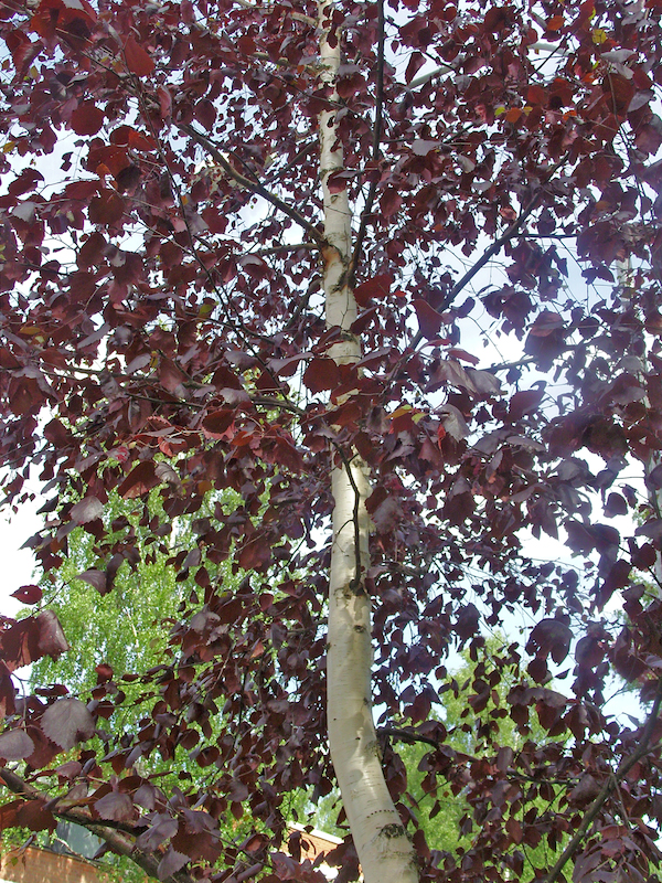 rautt_birki_146723027