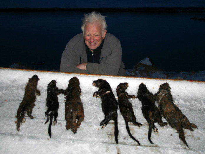 reynir_minkur_346648725