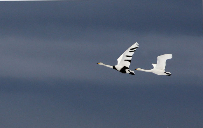 sebrasvanur_jonas2012_464254460