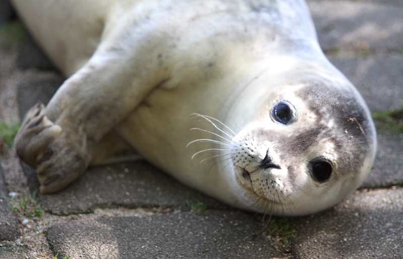 selurinn_dilla160715gk_689969251