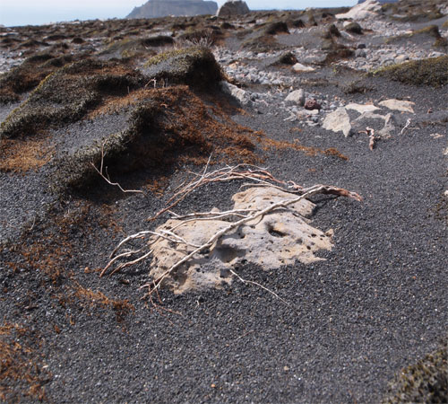 skogaheidi2011johannthorsson_659056103