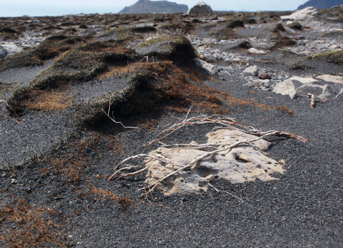 skogaheidi_johann_thorisson_445664959