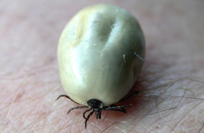 skogarmitill_erling_olafsson_714998321